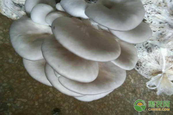 阳台平菇的种植步骤及养护要点-图片版权归惠农网所有