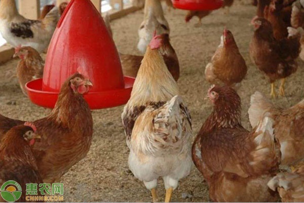养鸡怎么驱虫？用什么药？-图片版权归惠农网所有