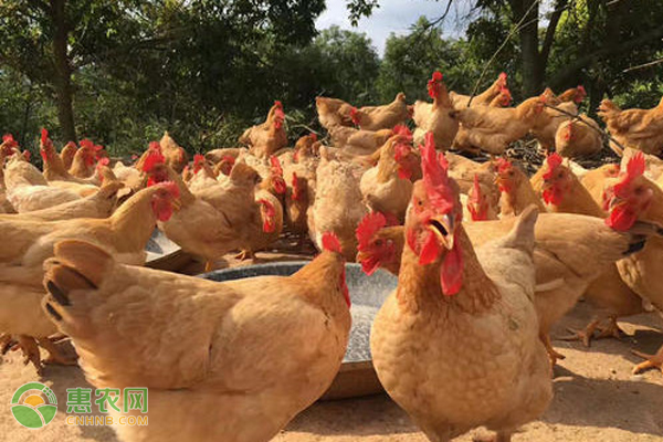 养鸡时，饮水消毒工作要怎么做好？-图片版权归惠农网所有
