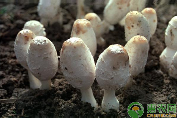 基金项目：鸡腿菇经济林下高效栽培技术-图片版权归惠农网所有