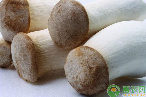 基金项目：鸡腿菇经济林下高效栽培技术-图片版权归惠农网所有