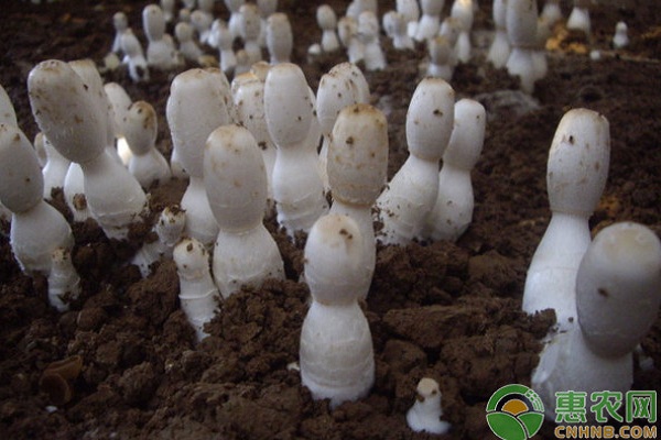 基金项目：鸡腿菇经济林下高效栽培技术-图片版权归惠农网所有