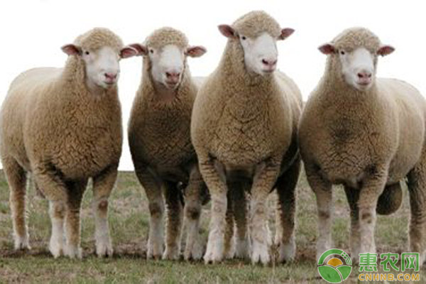 小尾寒羊科学饲养技术-图片版权归惠农网所有