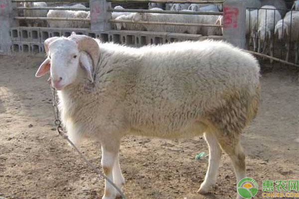 小尾寒羊科学饲养技术-图片版权归惠农网所有