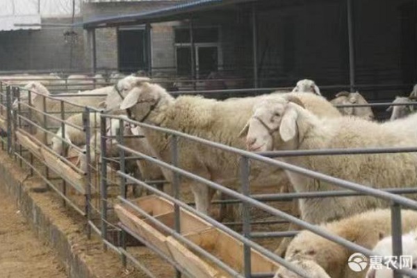 小尾寒羊冬季配种的技术要点-图片版权归惠农网所有