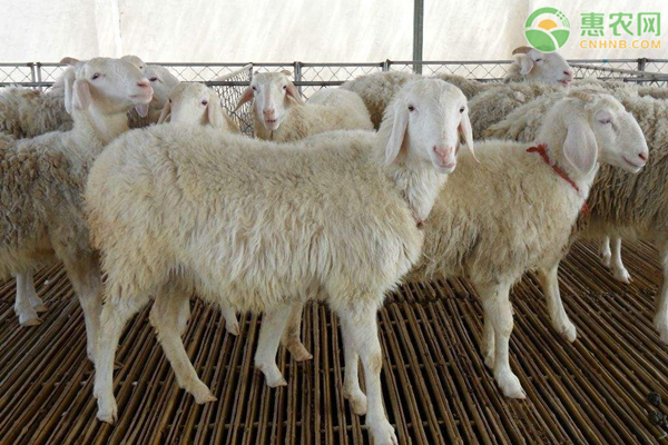 小尾寒羊养殖技术-图片版权归惠农网所有