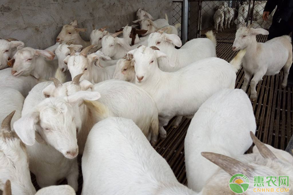 小尾寒羊养殖技术-图片版权归惠农网所有