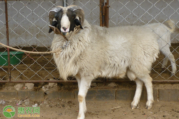 小尾寒羊养殖技术-图片版权归惠农网所有