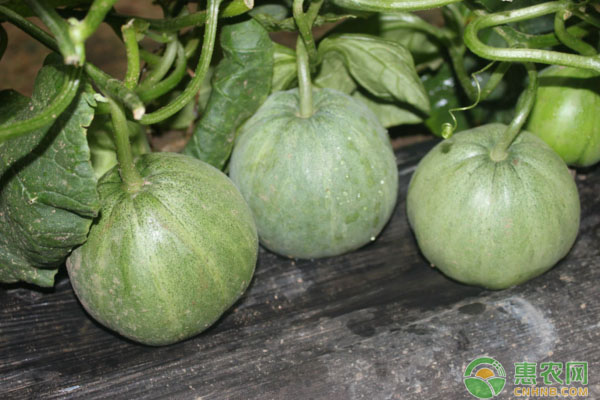 家庭甜瓜的种植方法及养护要点-图片版权归惠农网所有
