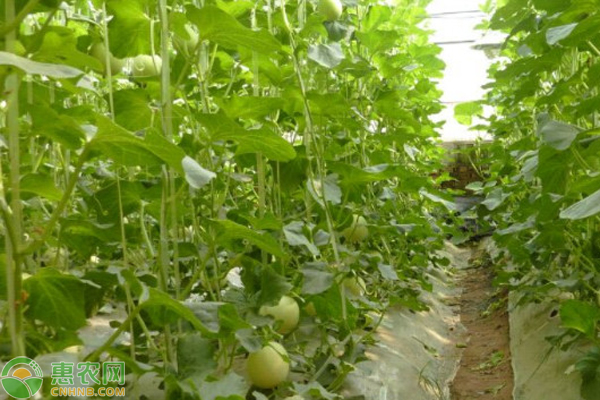 甜瓜种植最好时间-图片版权归惠农网所有