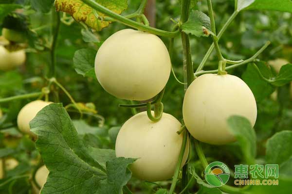 秋季甜瓜怎么种？甜瓜种植注意事项-图片版权归惠农网所有