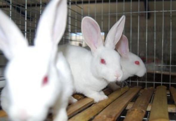 这是一张首次养獭兔者应注意的几个问题的配图 首次养獭兔者应注意的几个问题-图片版权归惠农网所有