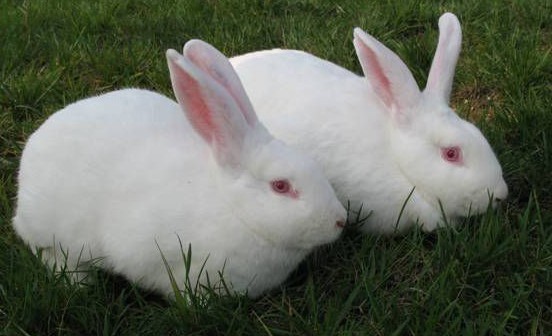 獭兔养殖提高产量的诀窍-图片版权归惠农网所有