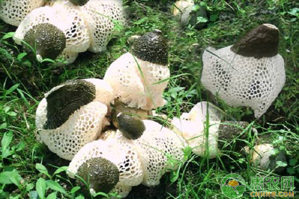 浅谈提高竹荪种植产量的方法-图片版权归惠农网所有