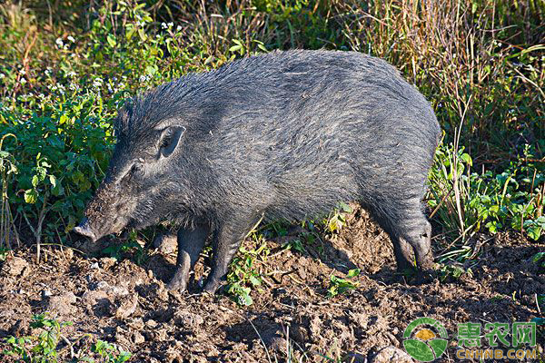 养殖野猪需要哪些条件?养野猪的优势有哪些? 养殖野猪需要哪些条件?养野猪的优势有哪些?-图片版权归惠农网所有