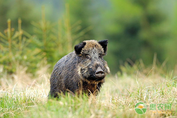 养殖野猪需要哪些条件?养野猪的优势有哪些? 养殖野猪需要哪些条件?养野猪的优势有哪些?-图片版权归惠农网所有