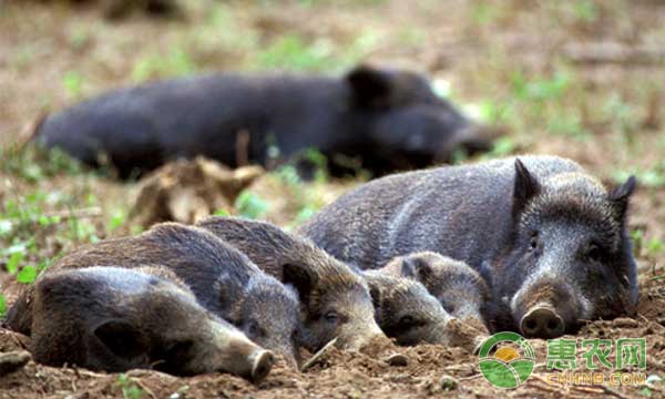 野猪怎么繁殖?野猪的繁育方法 野猪怎么繁殖?野猪的繁育方法-图片版权归惠农网所有