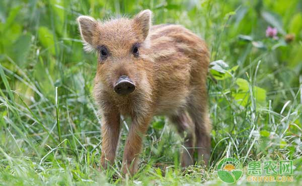 野猪怎么繁殖?野猪的繁育方法 野猪怎么繁殖?野猪的繁育方法-图片版权归惠农网所有