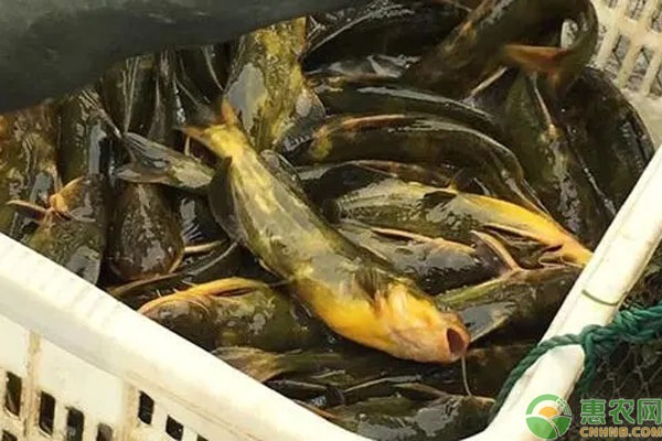 黄骨鱼的养殖方法和技术-图片版权归惠农网所有