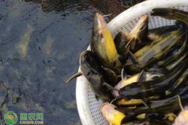 黄骨鱼的养殖方法和技术-图片版权归惠农网所有