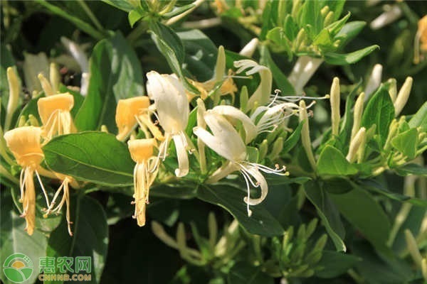 金银花的正确施肥方法-图片版权归惠农网所有
