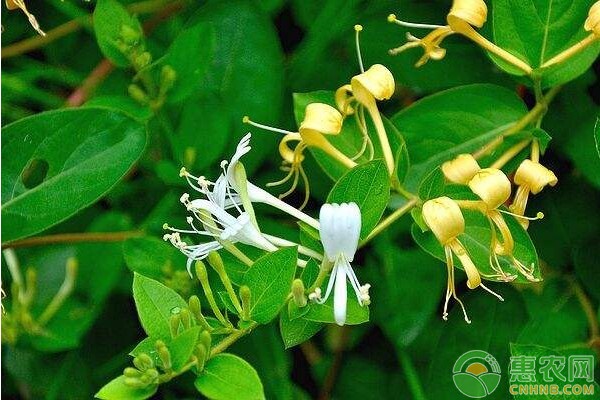 金银花种植技巧-图片版权归惠农网所有