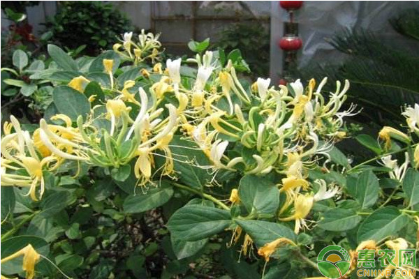 金银花是怎么种植的？-图片版权归惠农网所有