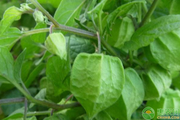 大棚菇娘怎么栽培？黑龙江大棚菇娘优质高效栽培技术-图片版权归惠农网所有