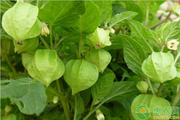 菇娘果的种植时间和管理方法-图片版权归惠农网所有