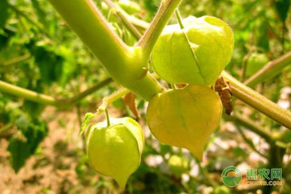 种植茹娘什么时间进行播种？-图片版权归惠农网所有