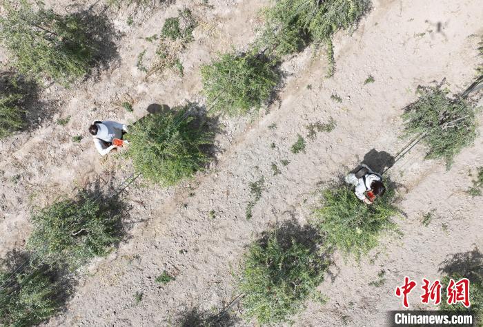 宁夏：六月头茬枸杞红