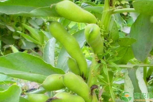 蚕豆的种植方法和技巧-图片版权归惠农网所有