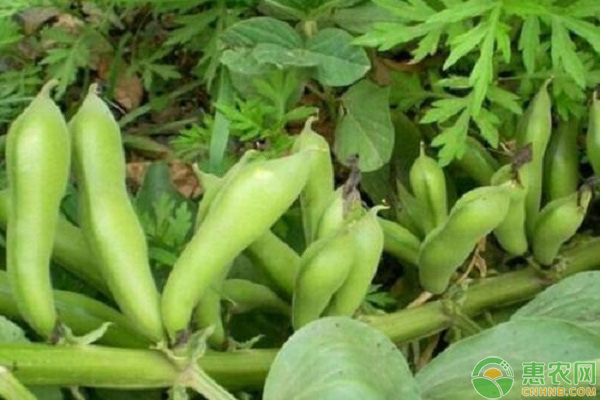 蚕豆的种植方法和技巧-图片版权归惠农网所有