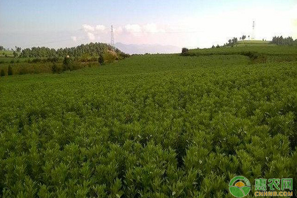 蚕豆怎么种植？蚕豆的种植要点详解-图片版权归惠农网所有