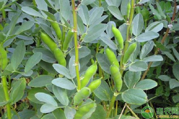 种植蚕豆的最佳时间-图片版权归惠农网所有