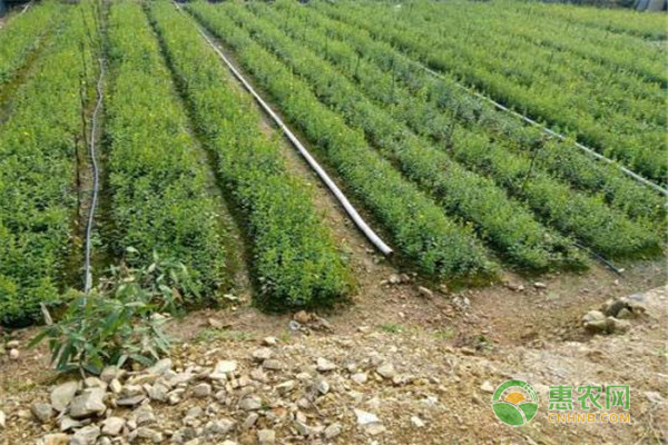 蚕豆种植技巧和方法-图片版权归惠农网所有
