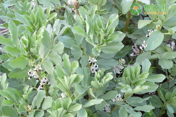 蚕豆种植技巧和方法-图片版权归惠农网所有