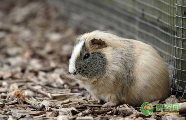 豚鼠怎么养殖？豚鼠生态养殖技术-图片版权归惠农网所有