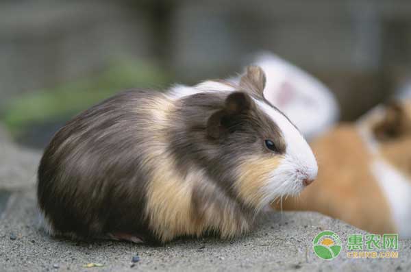 豚鼠怎么养殖？豚鼠生态养殖技术-图片版权归惠农网所有
