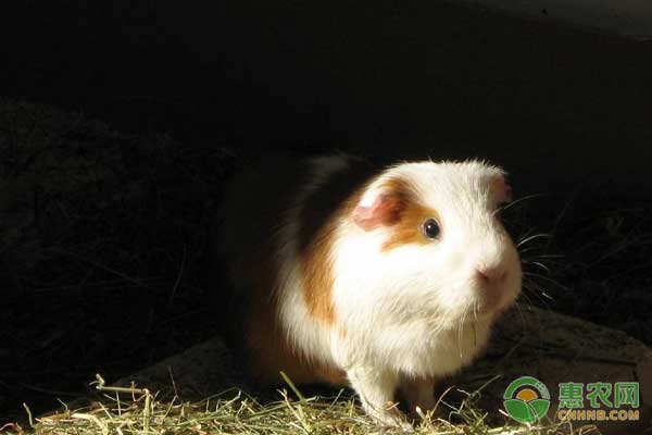 豚鼠怎么养殖？豚鼠生态养殖技术-图片版权归惠农网所有