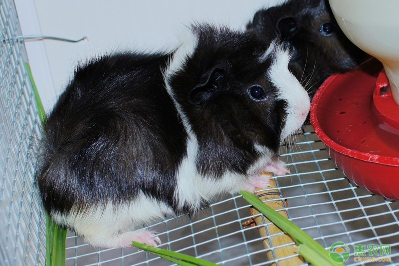 荷兰猪的常见疾病及治疗方法 荷兰猪的常见疾病及治疗方法-图片版权归惠农网所有