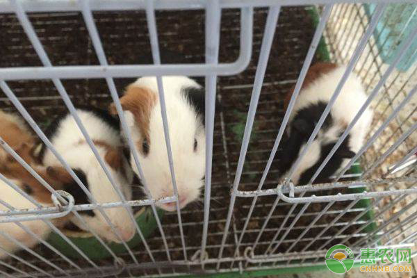 荷兰猪的常见疾病及治疗方法 荷兰猪的常见疾病及治疗方法-图片版权归惠农网所有