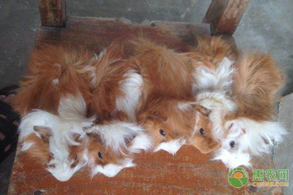 荷兰猪的常见疾病及治疗方法 荷兰猪的常见疾病及治疗方法-图片版权归惠农网所有