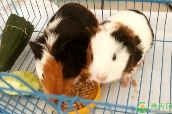 荷兰猪的养殖方法及注意事项-图片版权归惠农网所有