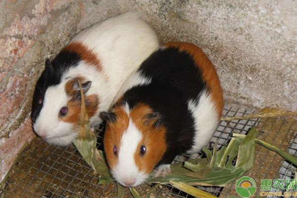 荷兰猪生活习性及喂食注意事项-图片版权归惠农网所有