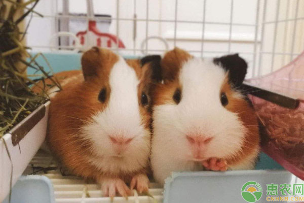 荷兰猪生活习性及喂食注意事项-图片版权归惠农网所有