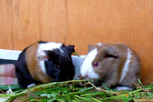 荷兰猪生活习性及喂食注意事项-图片版权归惠农网所有