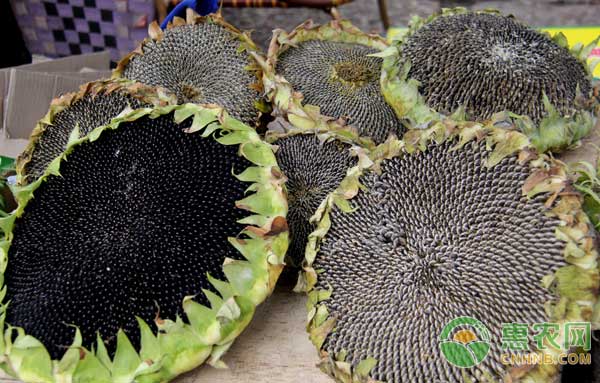 食用向日葵怎么种？食用向日葵高产种植技术-图片版权归惠农网所有