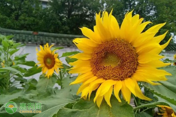 向日葵的苗期管理要点-图片版权归惠农网所有