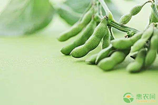 大豆高产需要掌握的种植技巧有哪些？-图片版权归惠农网所有